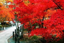 香山公园景点图片
