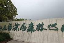 上海滨海森林公园景点天气实景图