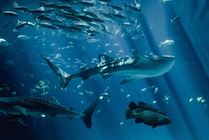 上海海洋水族馆景点图片