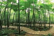 茶山竹海景点图片