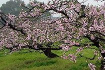 桃花源景点图片