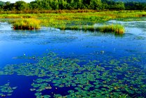 紫菱湖生态园景点图片