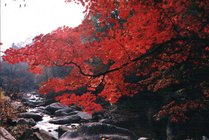 天桥沟森林公园景点图片