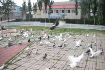 鸽子窝公园景点图片