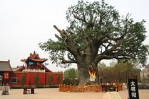 大槐树寻根祭祖园景点图片