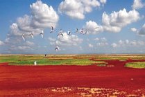 黄河口生态旅游区景点图片