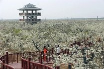 冠州梨园景点图片