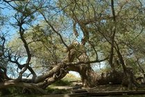 神木园景点天气实景图