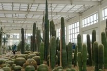 沙漠植物风情园景点图片