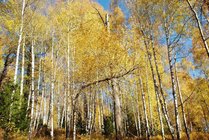 桦林公园景点图片