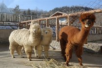 青藏高原野生动物园景点天气实景图