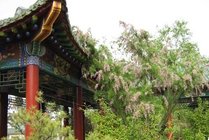 南郭寺景点图片