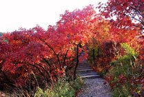 三门峡甘山森林公园景点图片