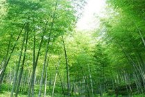 宜兴竹海风景区景点图片