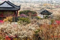 太湖林屋梅海景点图片