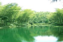 南山竹海景点图片