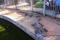 奥金鳄鱼乐园景点图片
