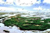 洪泽湖湿地国家级自然保护区景点图片