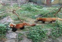 温州动物园景点图片