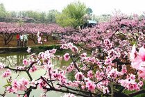 桃花故里景区景点图片