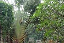 海南热带野生动植物园景点图片