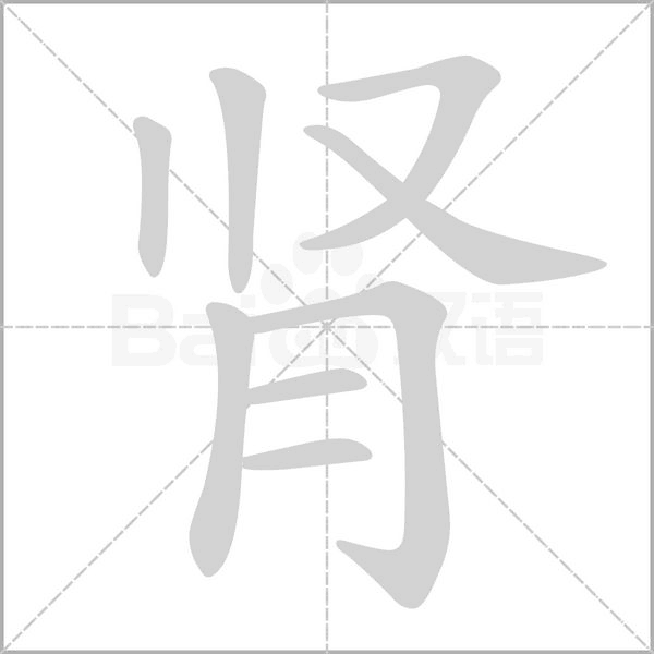肾字笔顺图