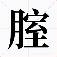 腟字的字形和写法