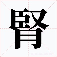 腎字的字形和写法