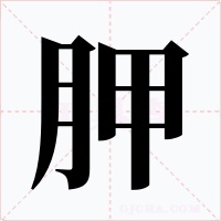 胛字字形