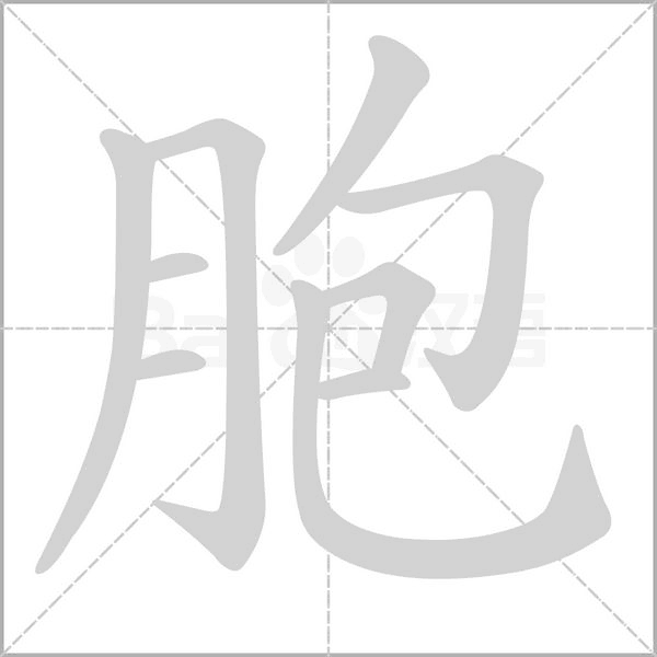 胞字笔顺图
