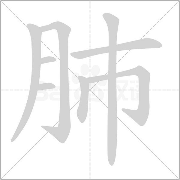 肺字笔顺图