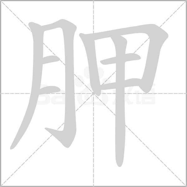 胛字笔顺图