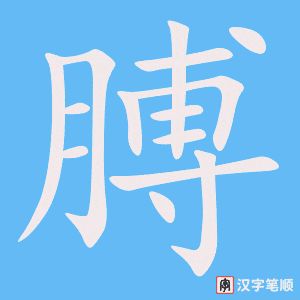 膊字笔顺图
