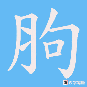 胊字笔顺图