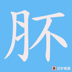 肧字笔顺图