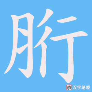 胻字笔顺图