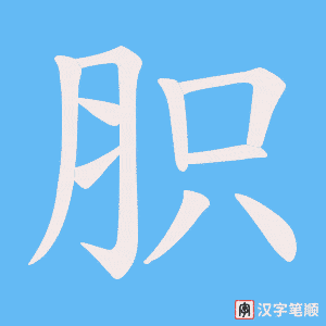胑字笔顺图